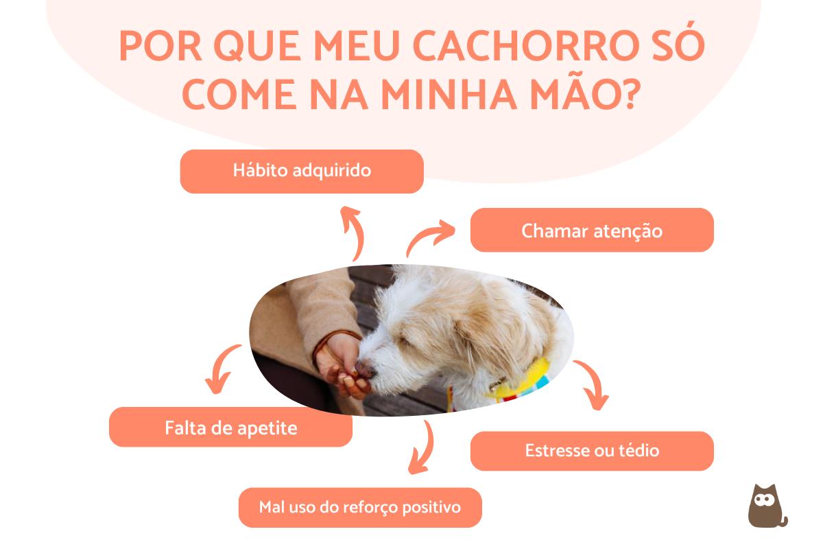 Cachorro só come se dou na boca - Causas e o que fazer