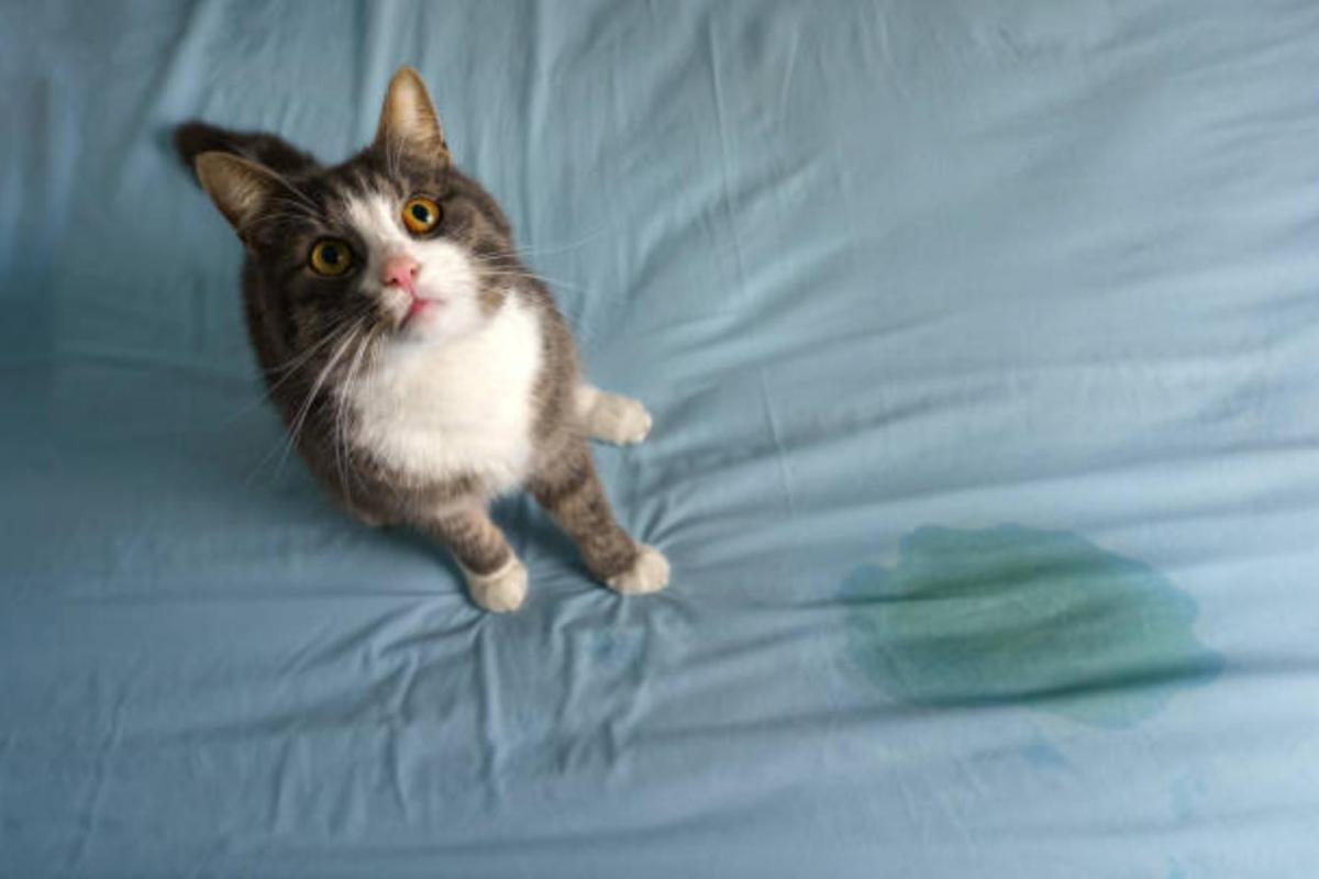 A urina do gato é perigosa?