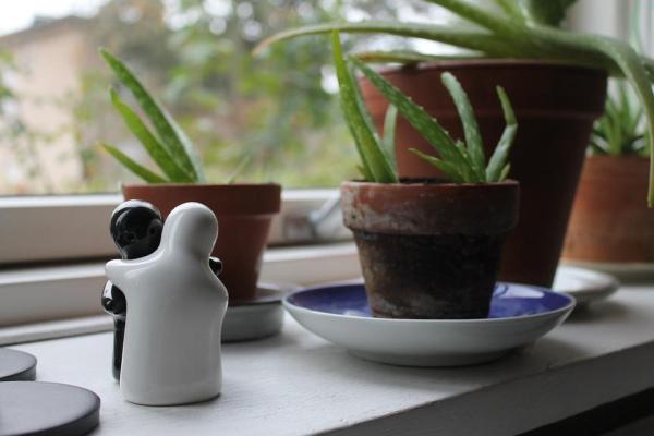 O Aloe Vera é tóxico para os gatos? -