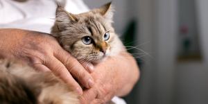 Simparic para gatos: para que serve, dose, como usar e efeitos colaterais