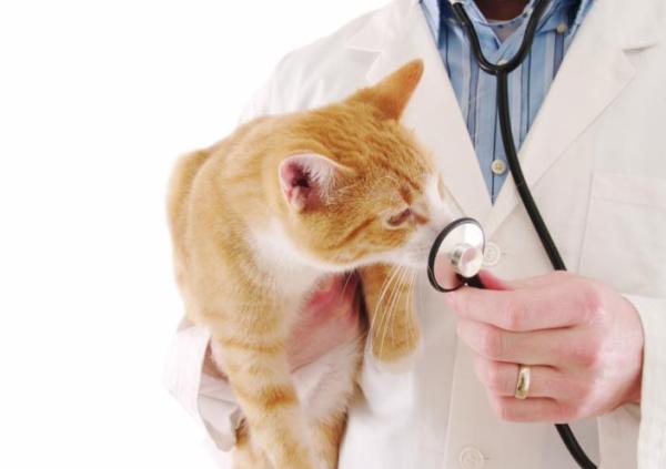 O Aloe Vera é tóxico para os gatos? - Via tópica ou via oral?