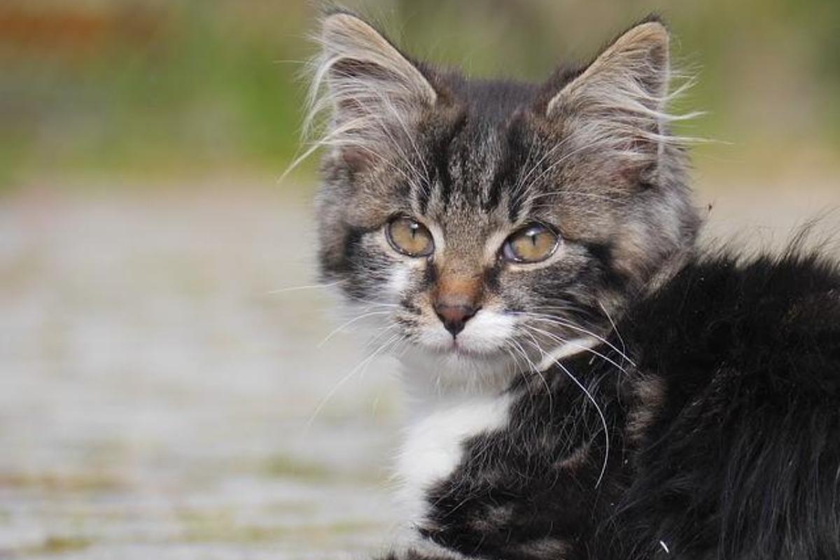 É ruim não deixar sair o seu gato para a rua?