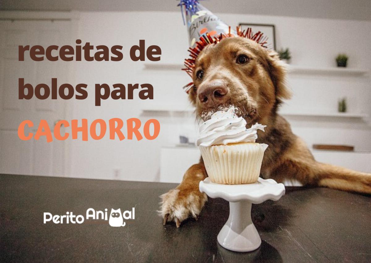Receitas de bolos para cachorros