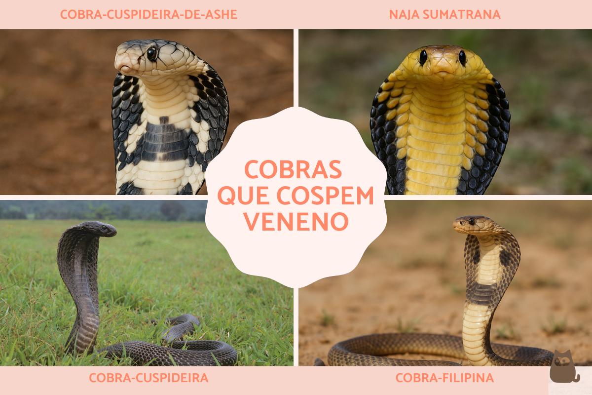 Cobra que cospe veneno: tipos, habitat e alimentação