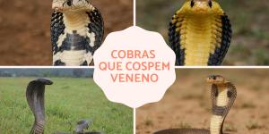 Cobra que cospe veneno: tipos, habitat e alimentação
