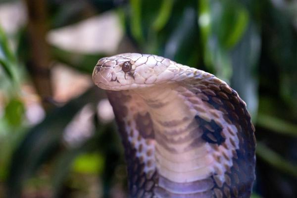 Cobra que cospe veneno: tipos, habitat e alimentação - Como são as cobras que cospem veneno?