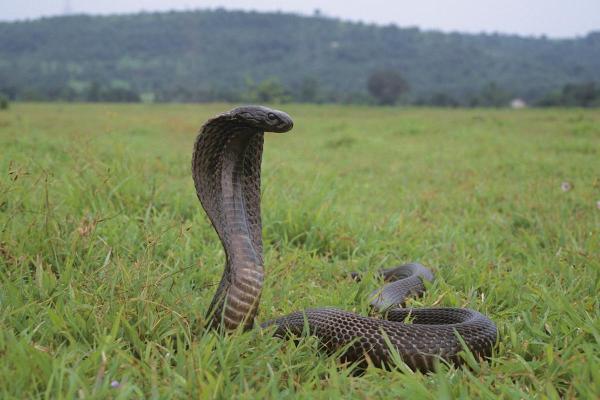 Cobra que cospe veneno: tipos, habitat e alimentação - Habitat das cobras que cospem veneno