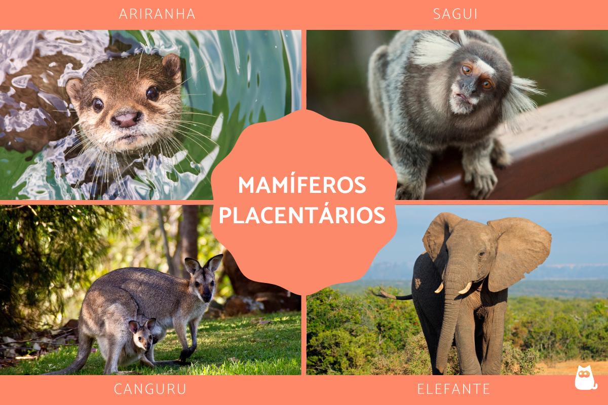 Mamíferos placentários – Classificação, características e exemplos