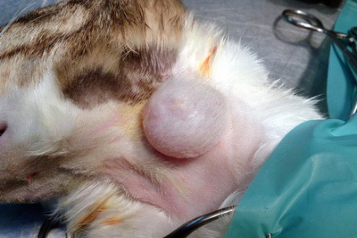 Caroço na pele do gato - Causas e o que fazer