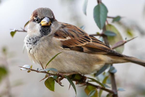 Os pardais reconhecem as pessoas? - Como é a inteligência e a memória dos pardais?