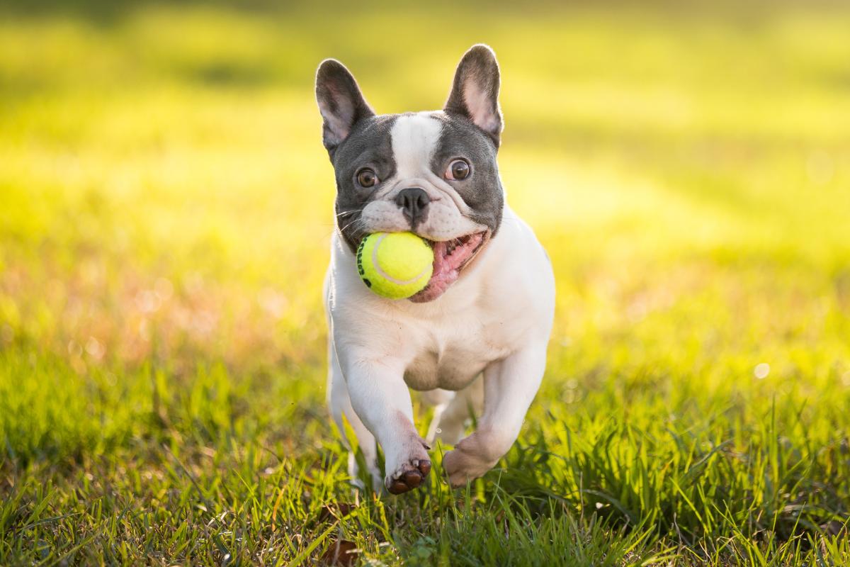 Como ensinar o meu cachorro a trazer a bolinha