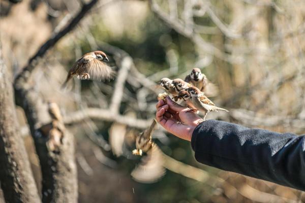 Os pardais reconhecem as pessoas? - Como os pardais reconhecem as pessoas?
