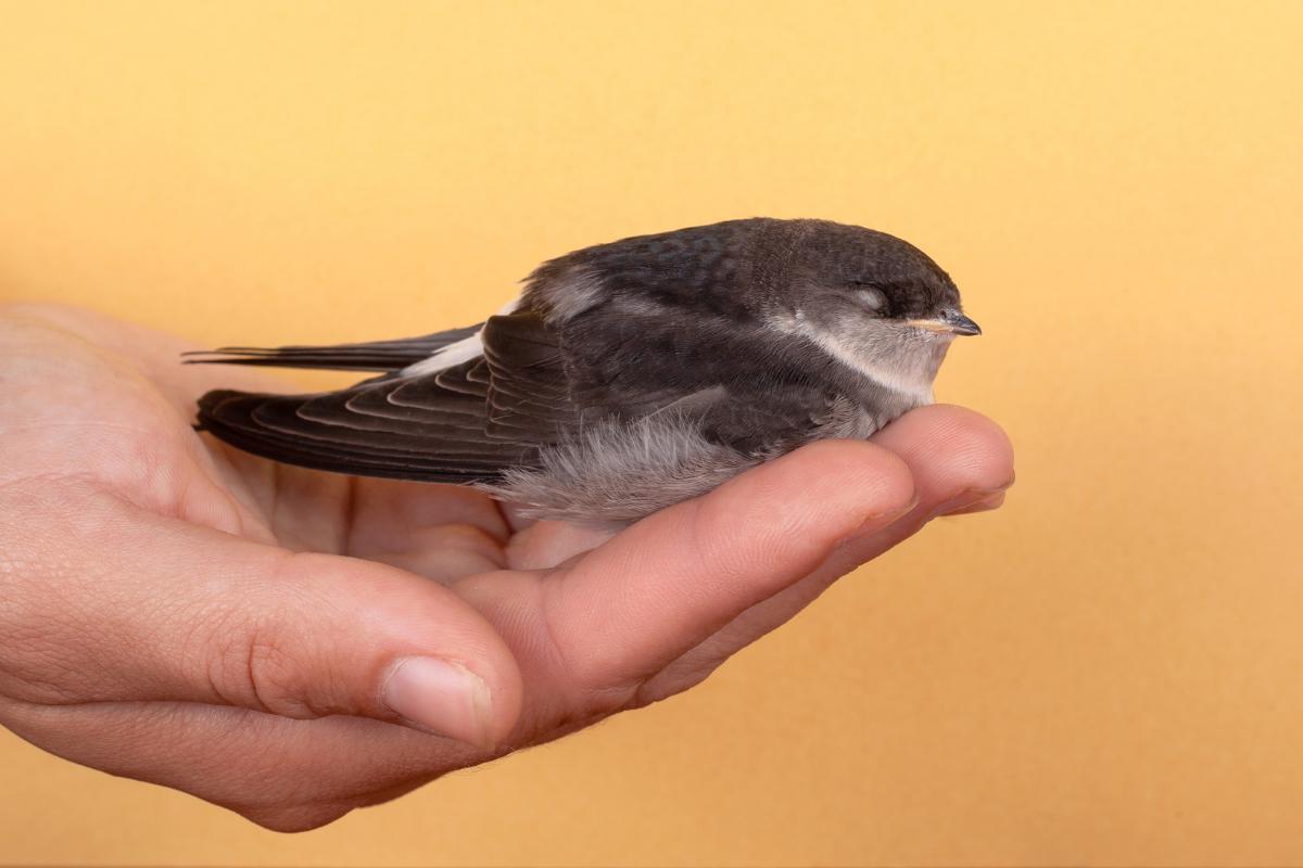 Os pardais reconhecem as pessoas?