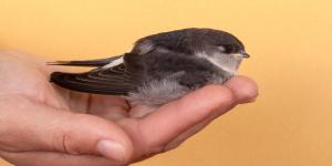 Os pardais reconhecem as pessoas?