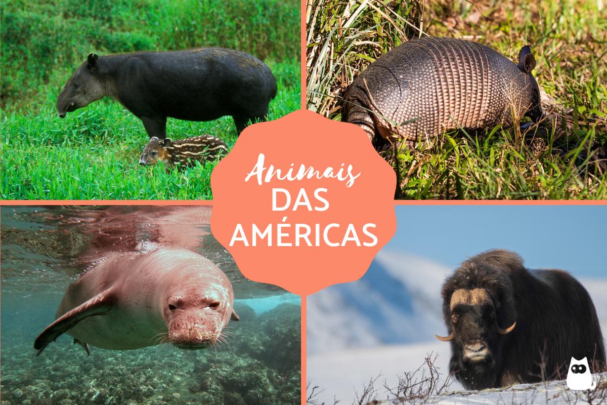 Animais das Américas