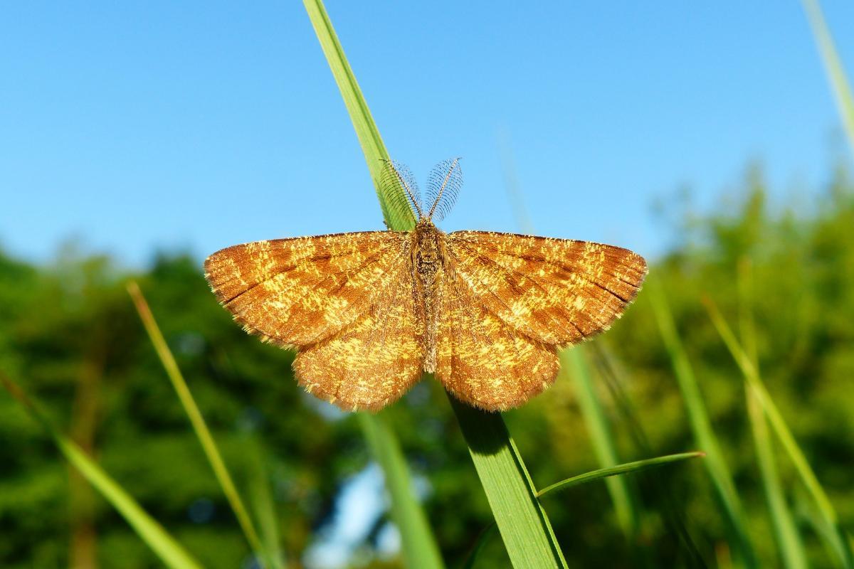 Existem animais que não sentem dor?