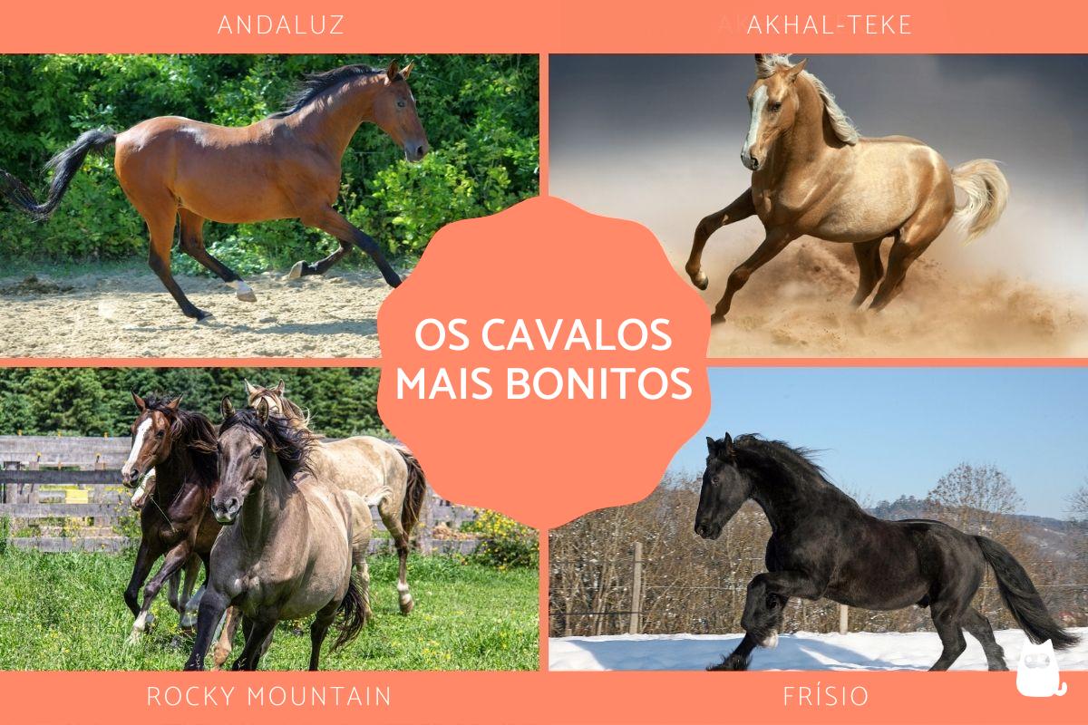 Os cavalos mais bonitos do mundo