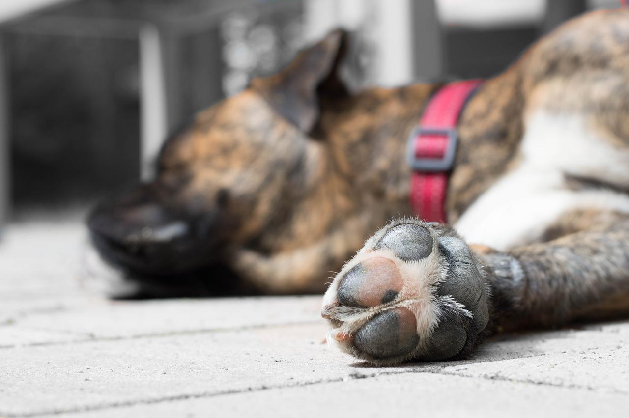 Cachorro com a pata inchada - Causas, sintomas e o que fazer