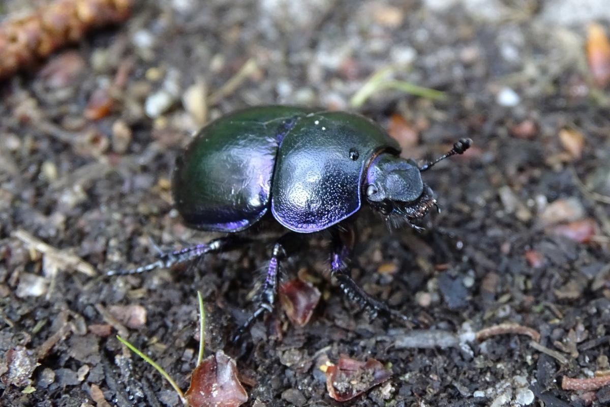 Quantos pares de patas tem um besouro?
