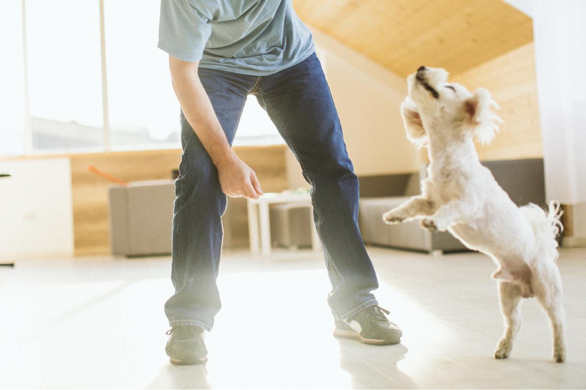 Como fazer o cachorro parar de pular e morder