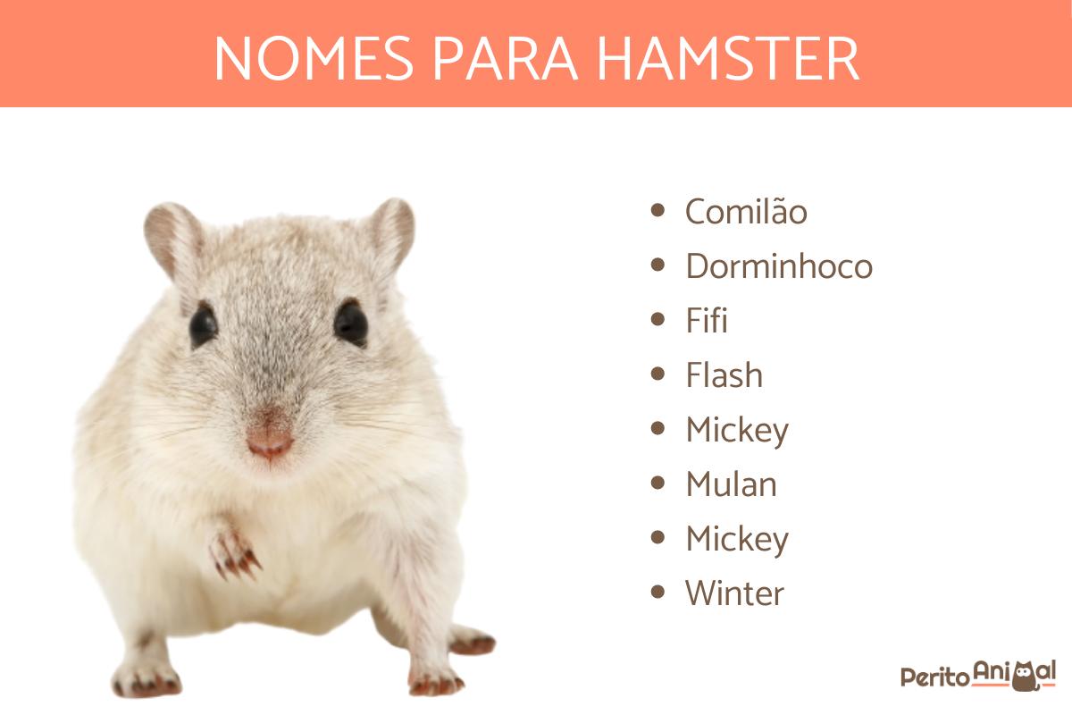 Nomes para hamster