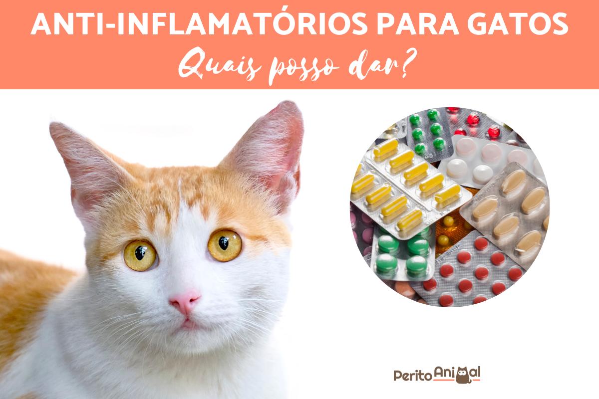 Posso dar anti-inflamatório para gatos?