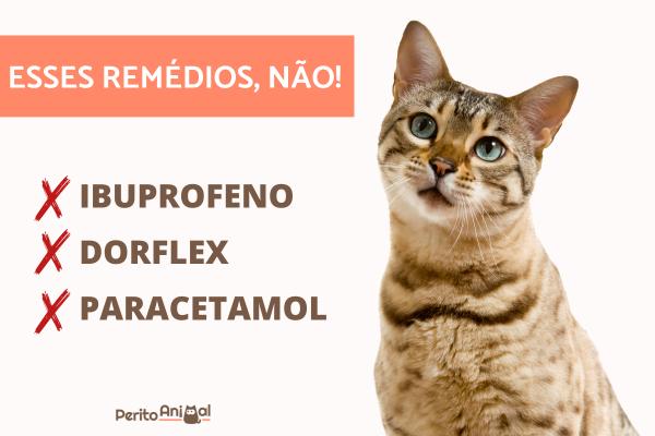 Posso dar anti-inflamatório para gatos? - Posso dar dorflex para um gato?