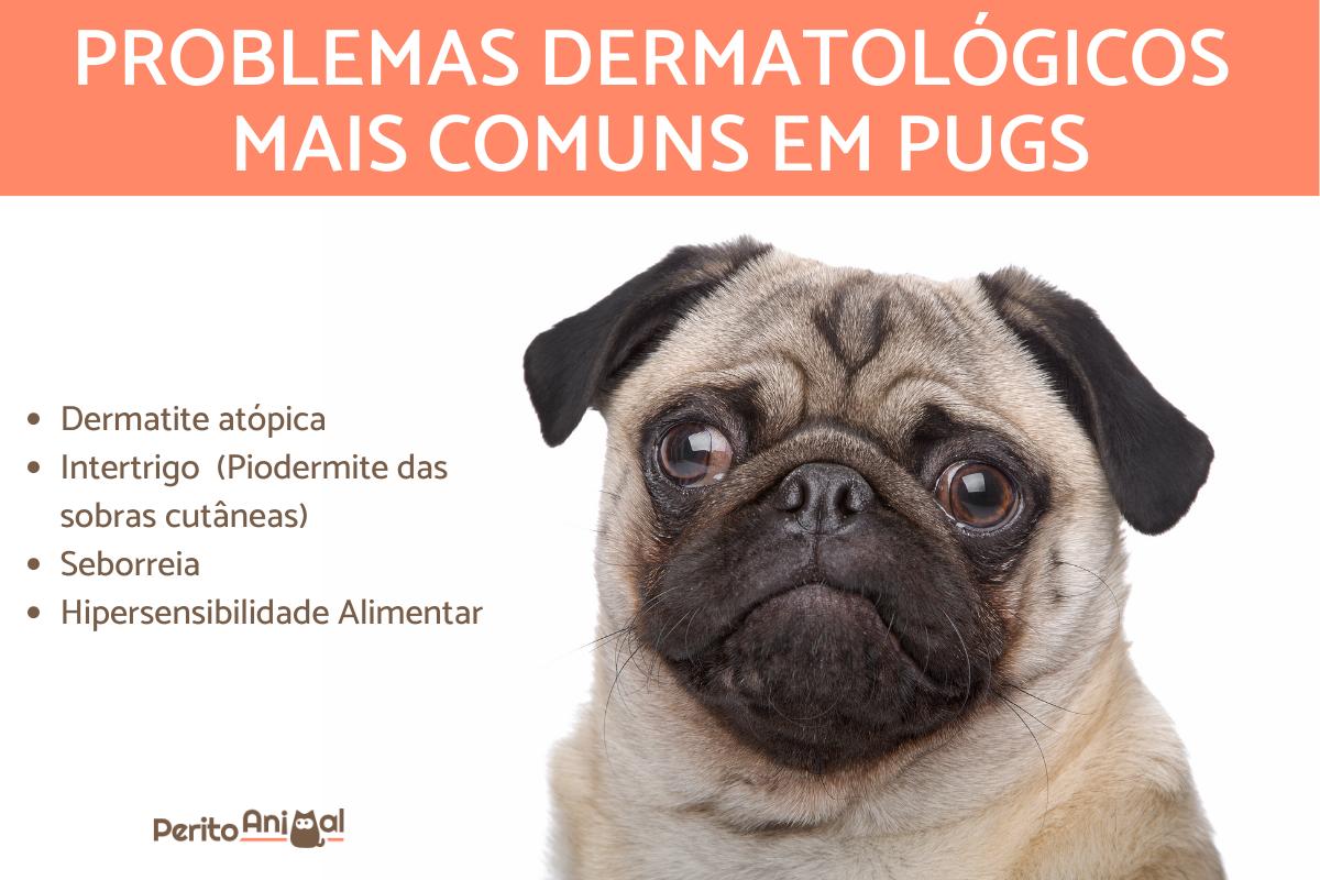 Tipos de dermatites em pugs