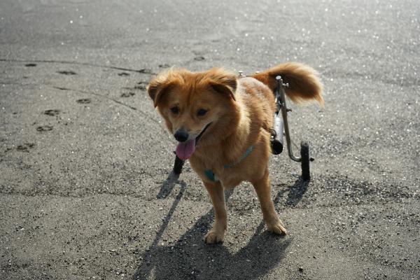 Paralisia repentina em cachorros: o que pode ser?