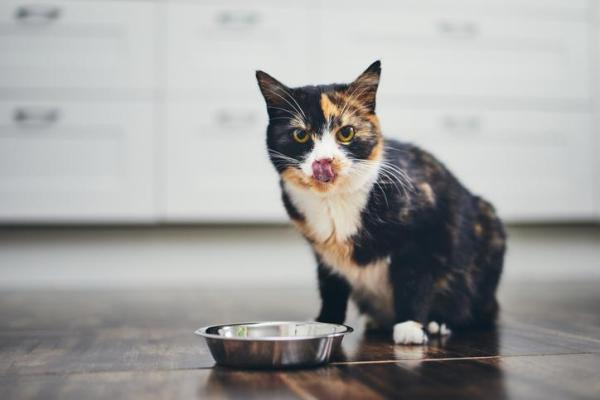 Qual é a melhor ração para gatos castrados?