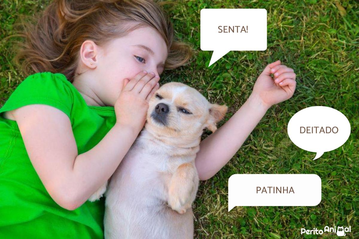 Quantas palavras um cachorro entende?