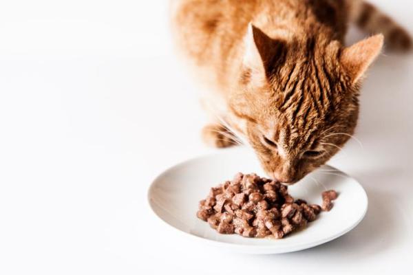 Qual é a melhor ração para gatos castrados? - Ração úmida para gatos castrados: composição e marcas
