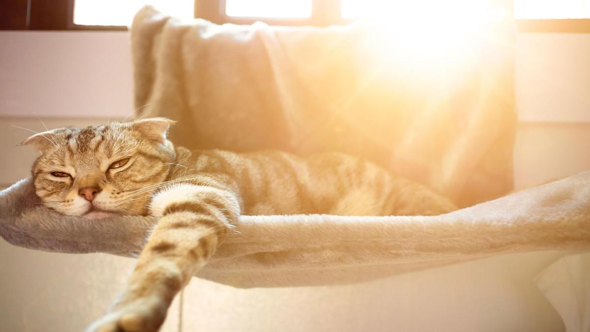 Gato com calor - 5 dicas para o protegê-lo!