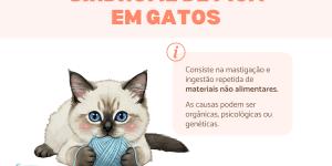 Síndrome de pica (picacismo) em gatos: o que é, causas e tratamento