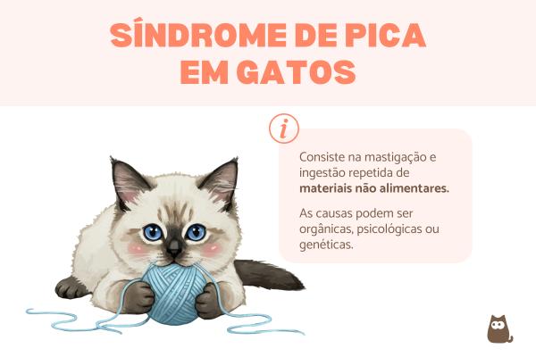 Síndrome de pica (picacismo) em gatos: o que é, causas e tratamento