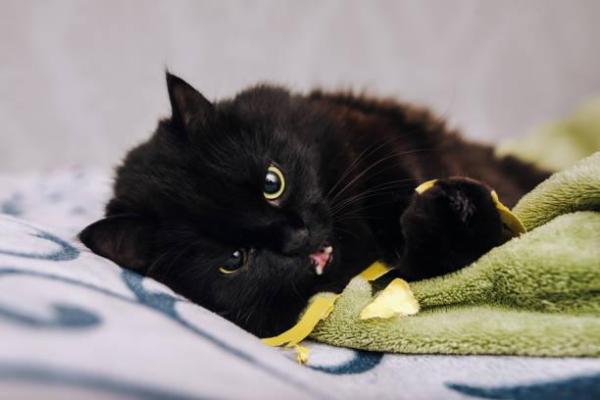 Síndrome de pica (picacismo) em gatos: o que é, causas e tratamento - Sintomas do picacismo em gatos