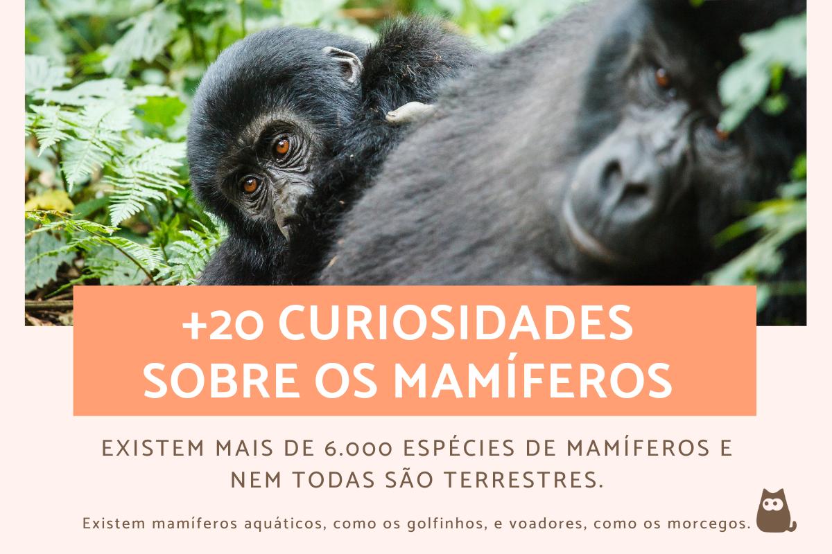 Curiosidades sobre os mamíferos