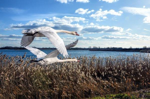 Pato voa ou não voa? - Cisne voa?