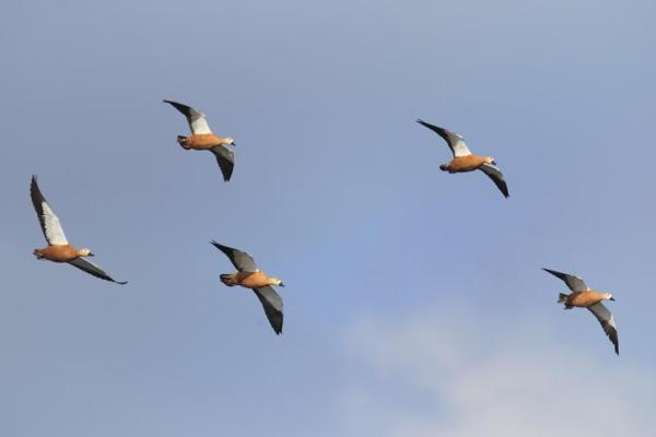 Pato voa ou não voa? - Em que altura os patos voam?