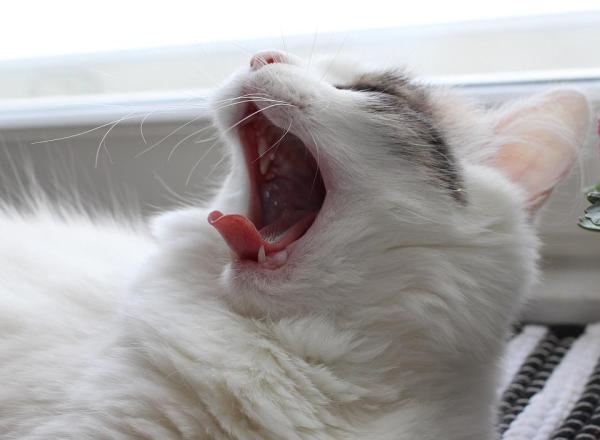Nomes para gatos brancos - Machos e fêmeas - Nomes para gatos brancos com cinza