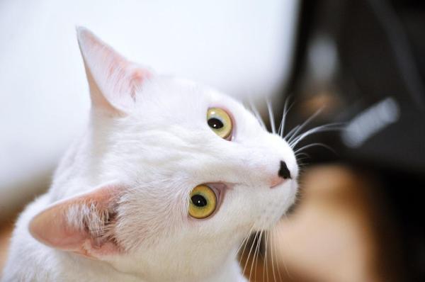 Nomes para gatos brancos - Machos e fêmeas - Nomes para gatos brancos em japonês