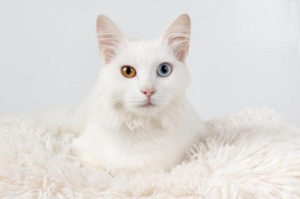 Nomes para gatos brancos - Machos e fêmeas