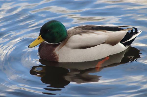 Pato voa ou não voa?