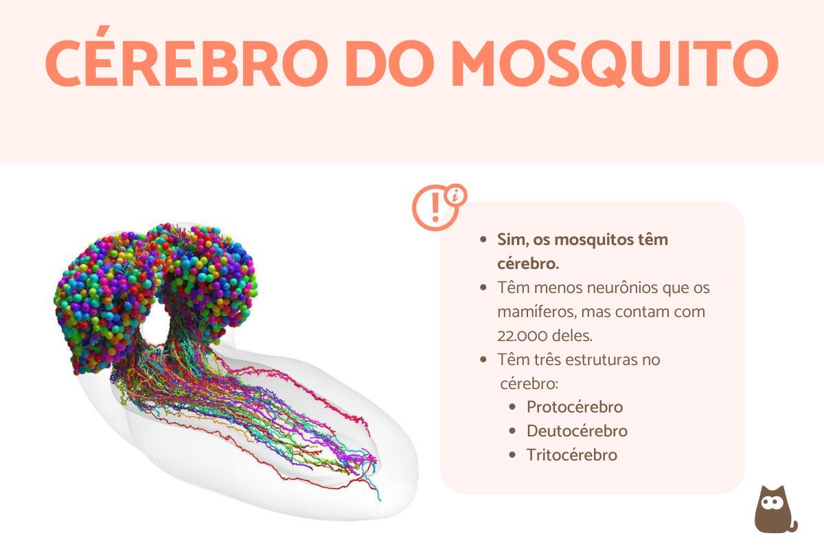 Mosquito tem cérebro?