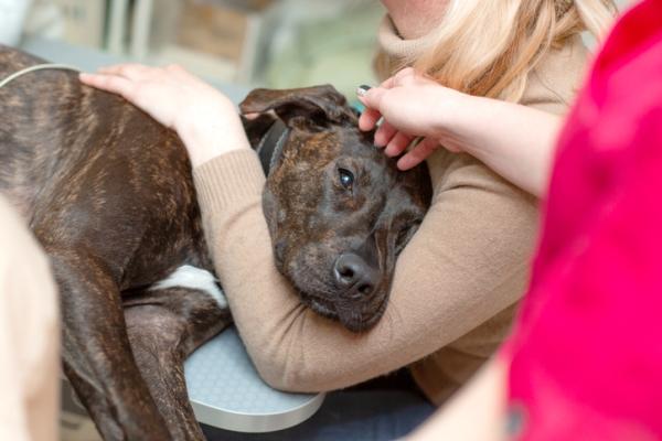 Orações para animais doentes - Oração para cachorro doente