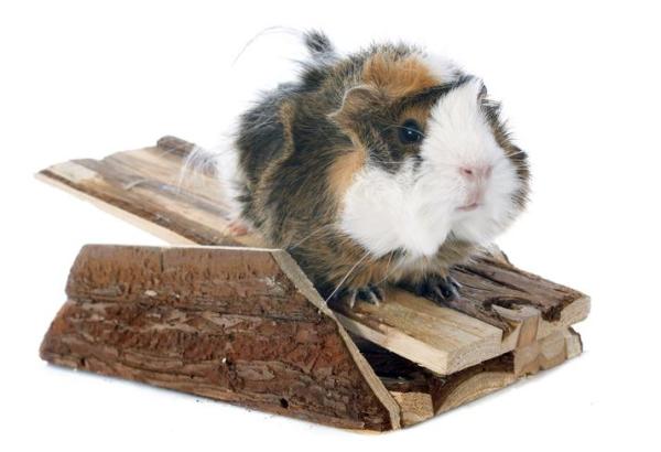 Como fazer brinquedos para porquinho-da-índia - Brinquedos para porquinho-da-índia com rampa