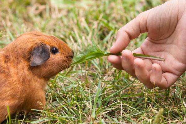 Como fazer brinquedos para porquinho-da-índia - Brinquedos para porquinho-da-índia que ele possa comer
