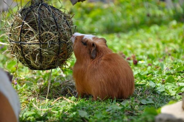 Como fazer brinquedos para porquinho-da-índia - Brinquedos para porquinhos-da-índia caseiro e fácil