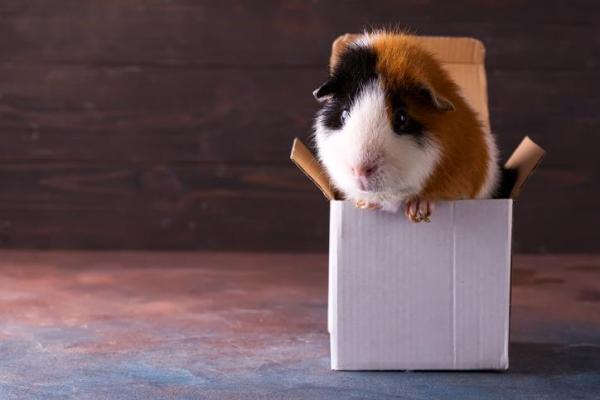 Como fazer brinquedos para porquinho-da-índia - Brinquedos para porquinhos-da-índia roer