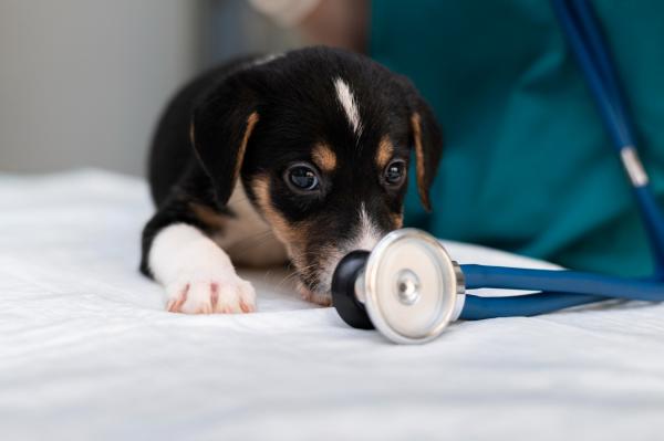 Xaropes para cahorro gripado - Pode dar xarope para o cachorro?